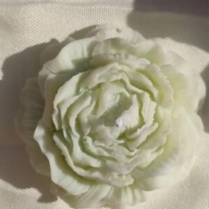Pivoine blanche