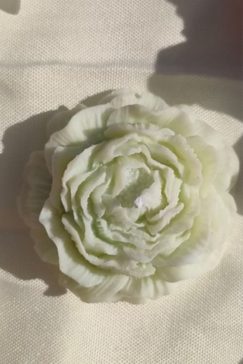 Pivoine blanche